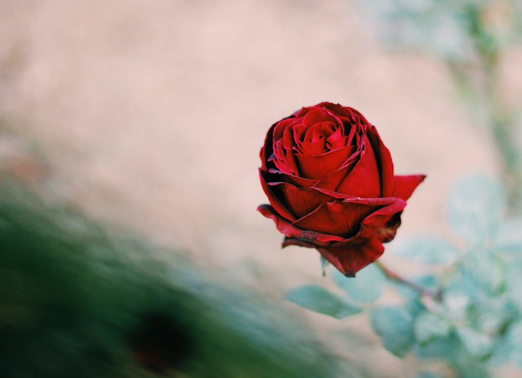 Red Rose Bud in Blurred Background