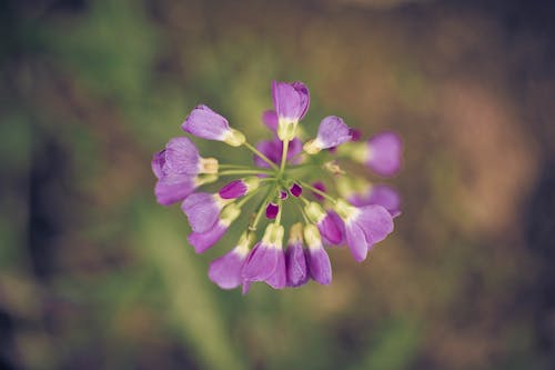 Imagine de stoc gratuită din floare, fotografie de aproape, înflorire