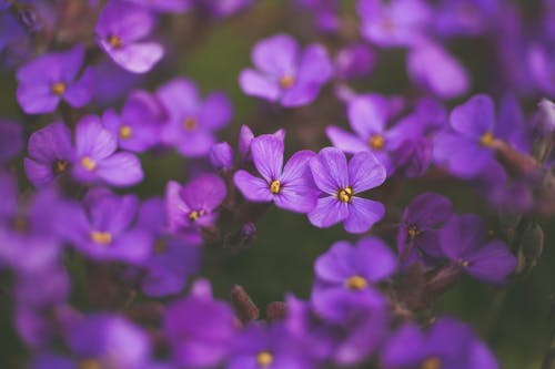 Free Aubrieta Purple Flowers Stock Photo