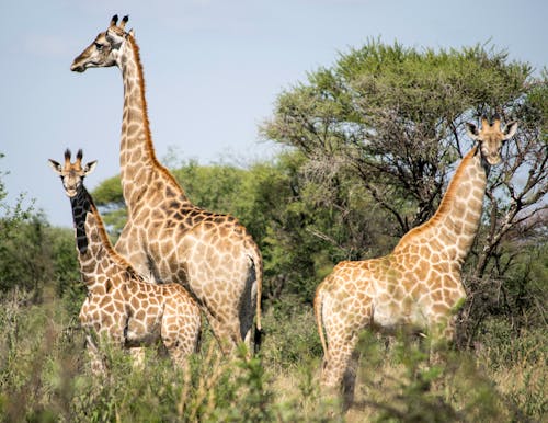 免費 動物攝影, 野生動物, 非洲狩獵旅行 的 免費圖庫相片 圖庫相片