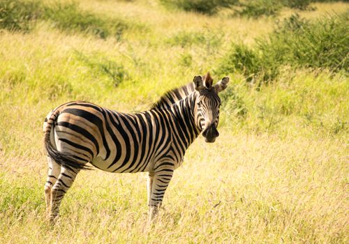Free A zebra stands gracefully in a sunlit grassland in South Africa. Stock Photo