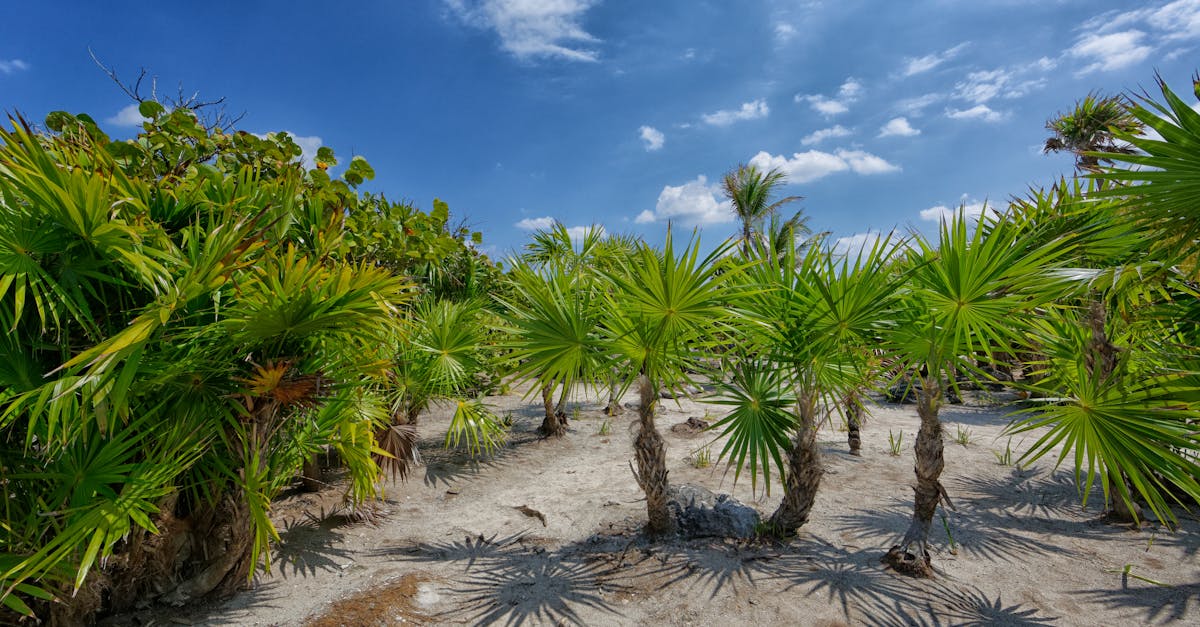 Green Yucca Plant Under Blue Sky · Free Stock Photo Green Yucca Plant Under Blue Sky · Free Stock Photo - 1200 x 627 jpeg 151kB