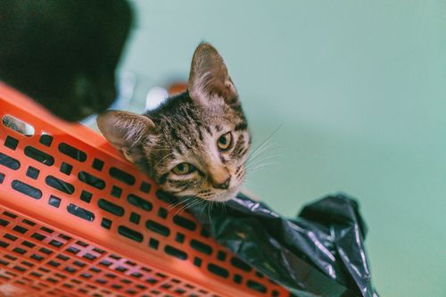 Free Adorable tabby kitten curiously exploring from a bright orange plastic basket indoors. Stock Photo