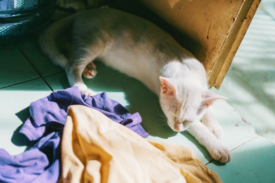 White cat asleep on the floor in sunlight, next to a pile of colorful clothes