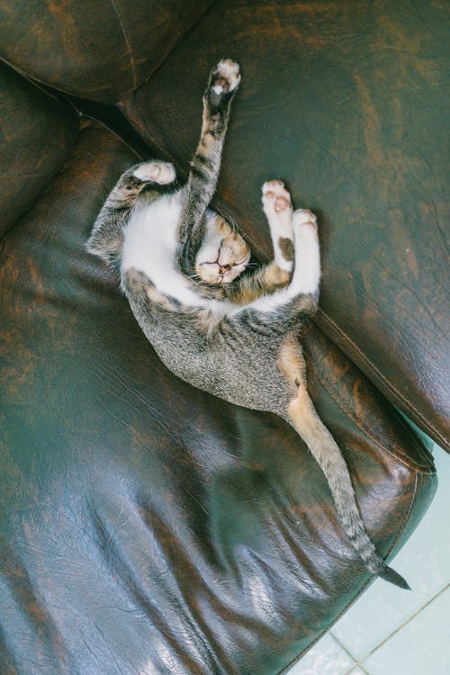 Free Tabby Cat Sleeping on Sofa Stock Photo
