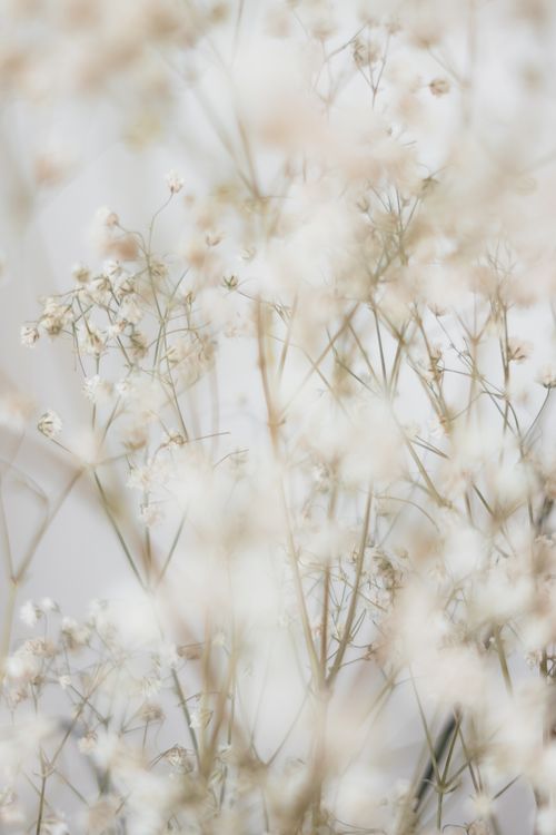 Free An artistic capture of baby's breath flowers in a soft, dreamy focus highlighting floral elegance. Stock Photo