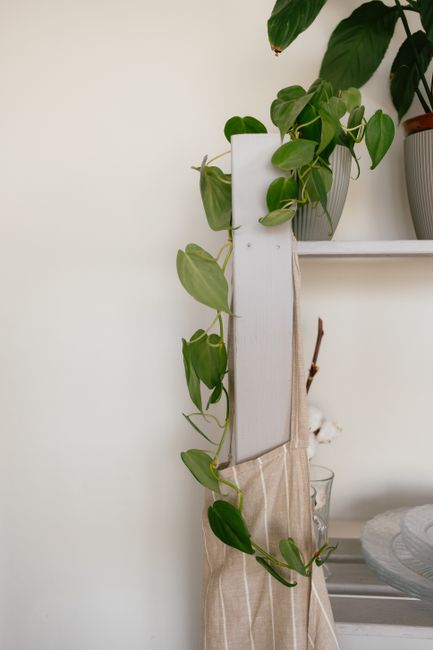 A vibrant houseplant cascading over a hanging apron on wooden shelves in a cozy kitchen setting.