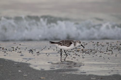 Free stock photo of animal, baby bird, beach Stock Photo
