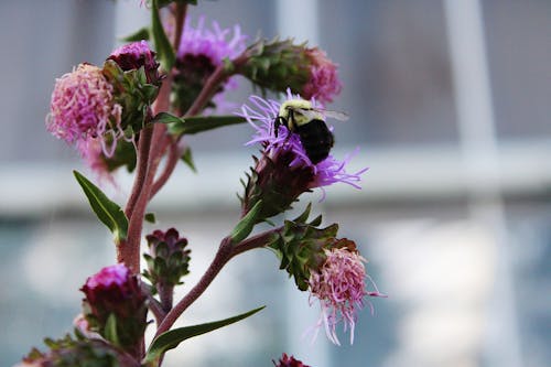 Free stock photo of bee, flower, flowers Stock Photo