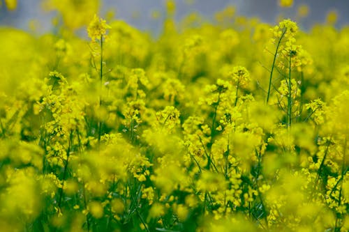 Základová fotografie zdarma na téma canola, farma, flóra