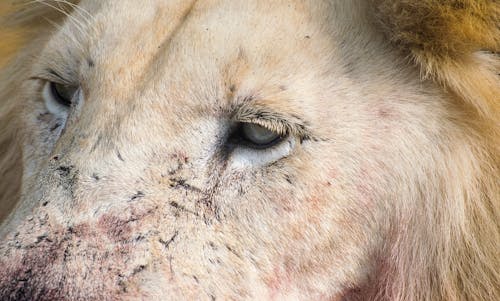 Free Close-up Photo of a Lion's Eyes Stock Photo