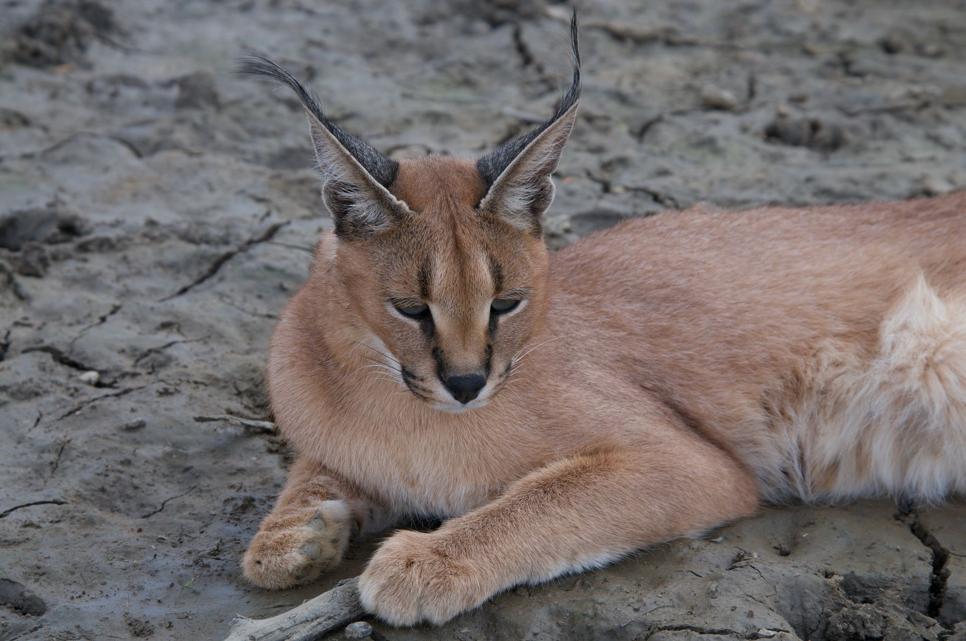 Caracal Lying on the Ground
