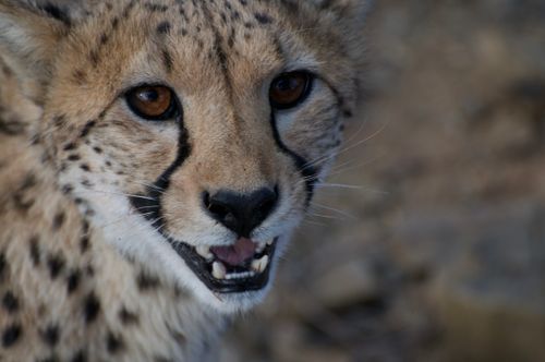 Free Intense close-up of a cheetah showing detailed facial features and lively expression. Stock Photo