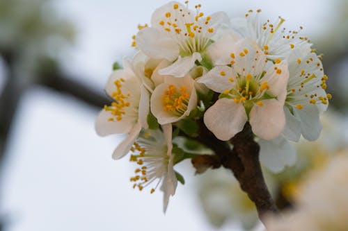 Darmowe zdjęcie z galerii z flora, gałąź, kwiat wiśni