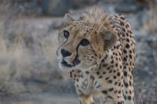 Gratis Foto stok gratis binatang, binatang liar, Cheetah Foto Stok