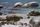 penguin colony