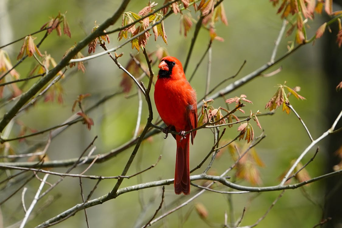 Cardinal Totem