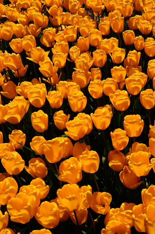 Free A vibrant, sunlit field of yellow tulip flowers in full bloom during spring in Türkiye. Stock Photo