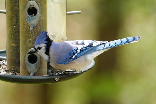 Бесплатное стоковое фото с bluejay, кормление, питатель