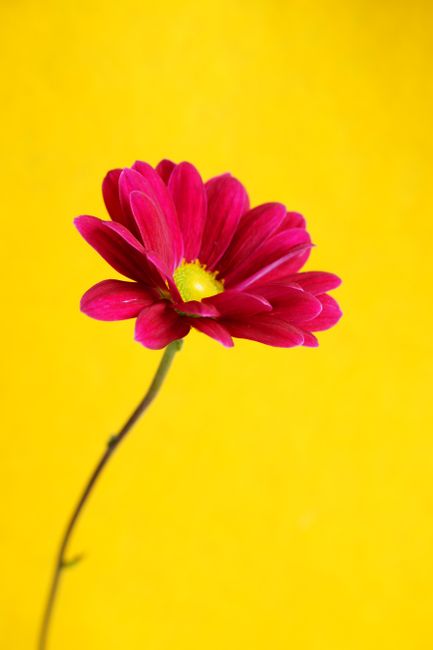 Single red gerbera flower on a bright yellow backdrop, emphasizing contrast and simplicity.