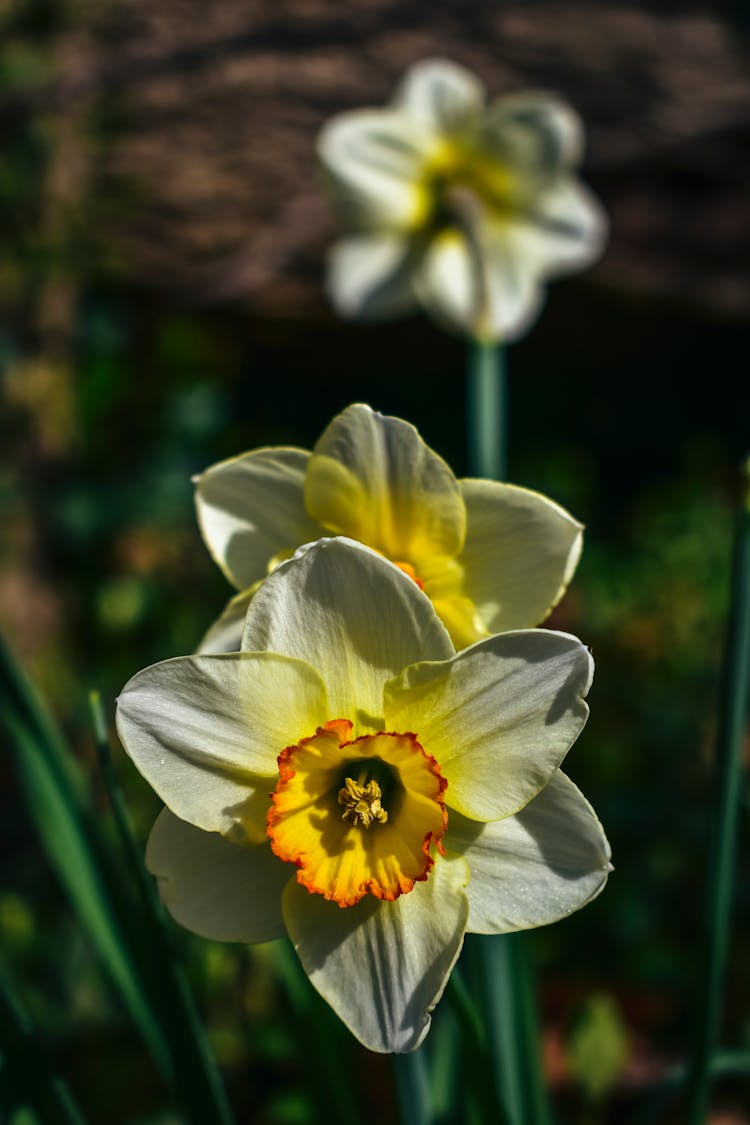 Close Up Photo Of Wild Daffodil Flower