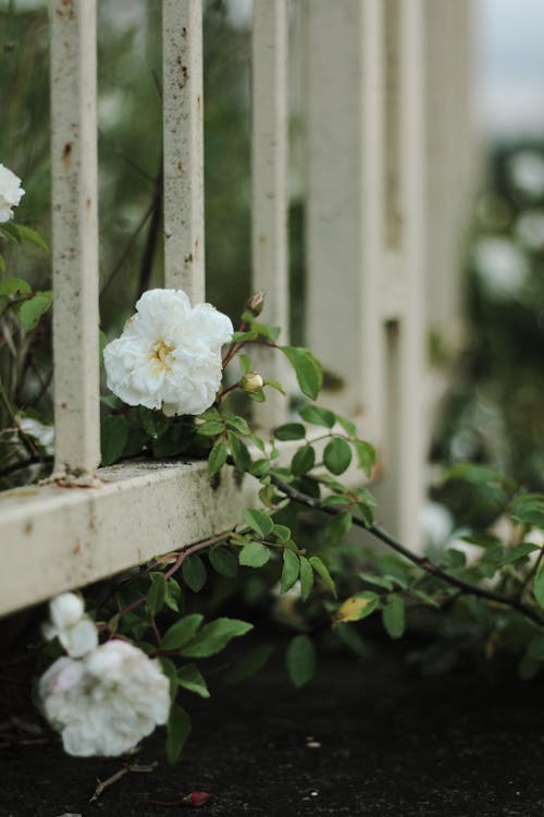 Blossoming white flowers with delicate petals on thin stem with wavy leaves growing between metal fence in daytime