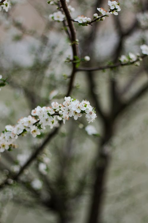 Blooming apple tree with fragrant flowers in garden