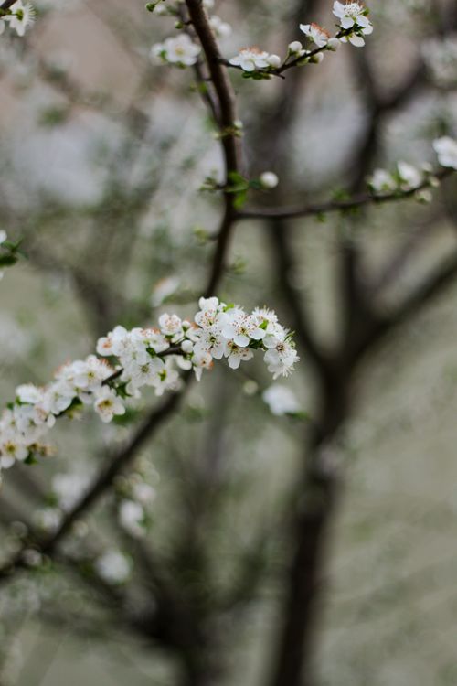Free Blossoming Malus tree twigs with white gentle flowers with pleasant scent growing in spring garden Stock Photo