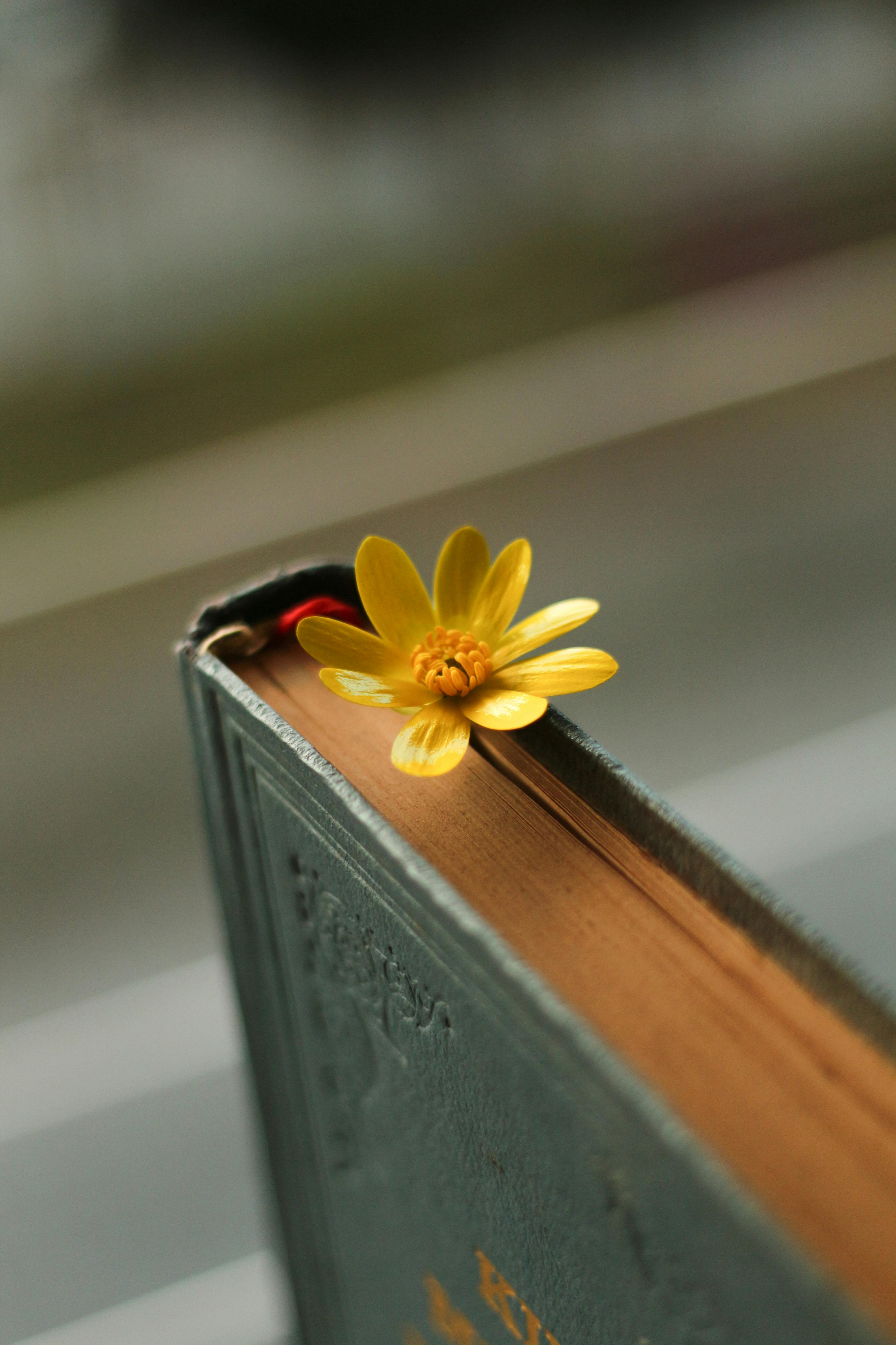 blooming yellow flower between old book pages