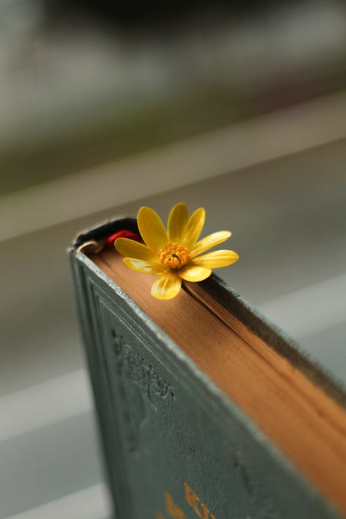 Blossoming colorful flower with wavy gentle petals and pleasant aroma between aged textbook pages on blurred background