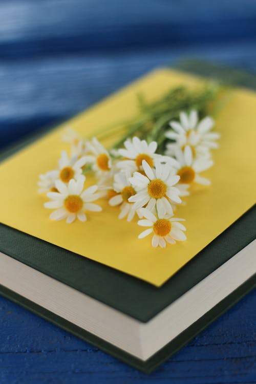 Blooming chamomile bouquet on postcard and book