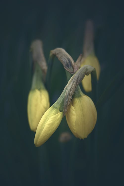 Foto profissional grátis de cor, flores do jardim, jardim