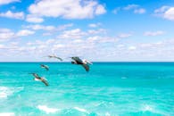 一群鹈鹕优雅地飞翔在明亮的蓝天下，掠过充满活力的碧绿海面