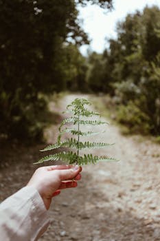 A person holding a fern on a forest path, showcasing nature and exploration.