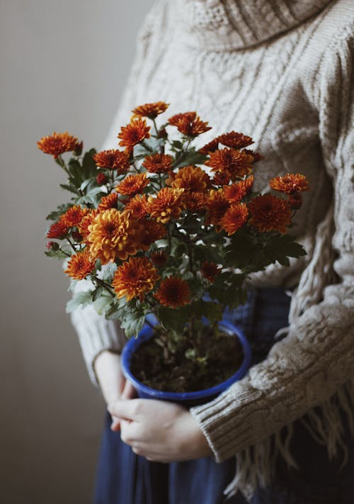 Darmowe zdjęcie z galerii z chryzantema, flora, kwiaty