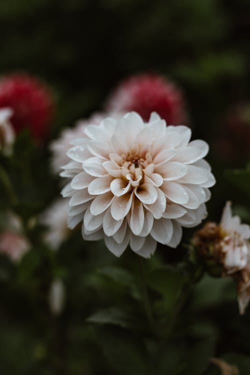 Blossoming white flower with curved tender petals and pleasant aroma growing in daytime on blurred background