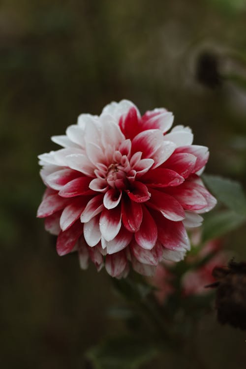 Photo of a Flower