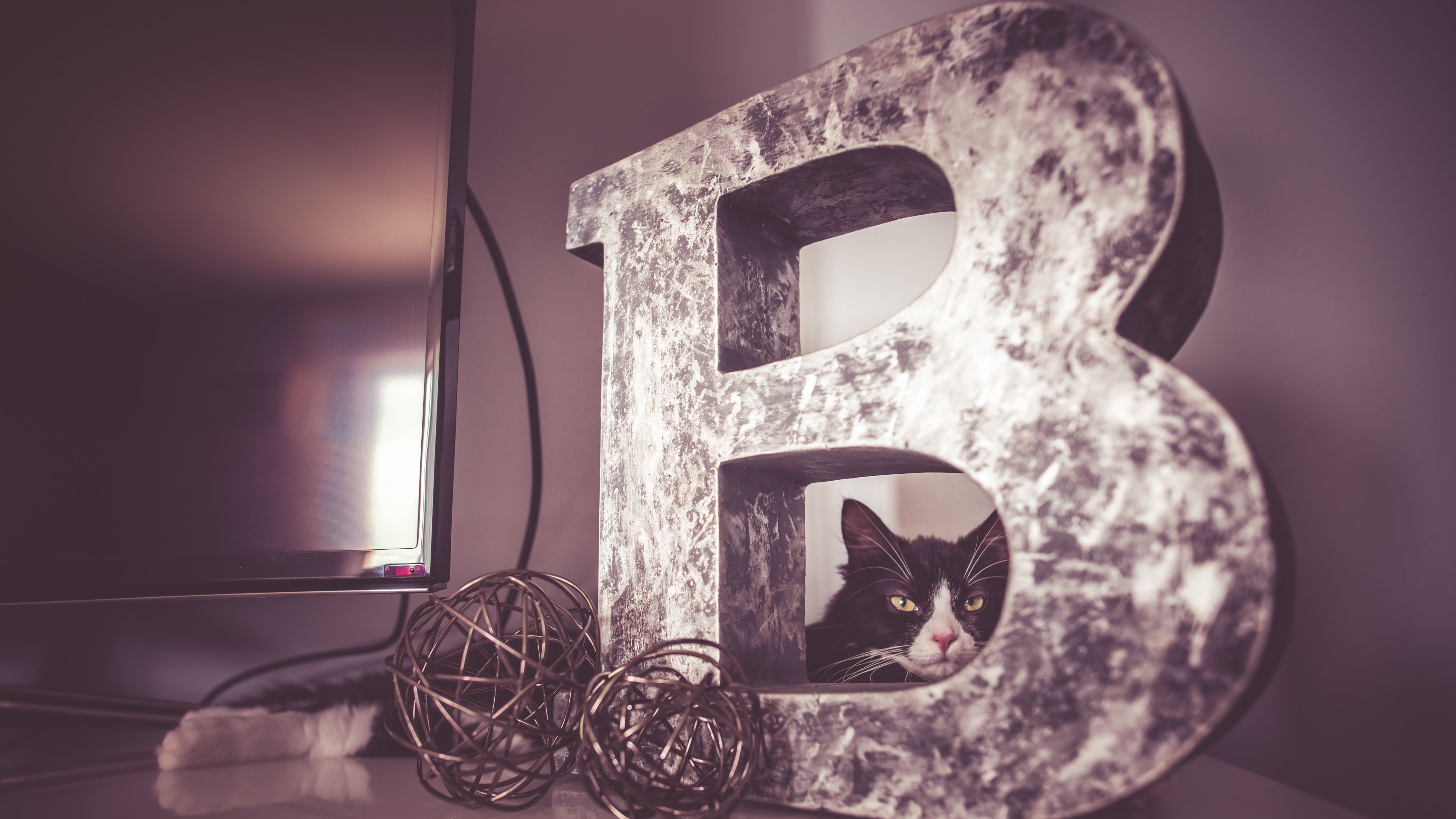 Free stock photo of animal, art, beautiful, cat