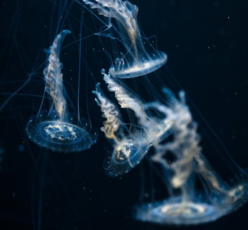 Free Group of Jellyfish in Water Stock Photo
