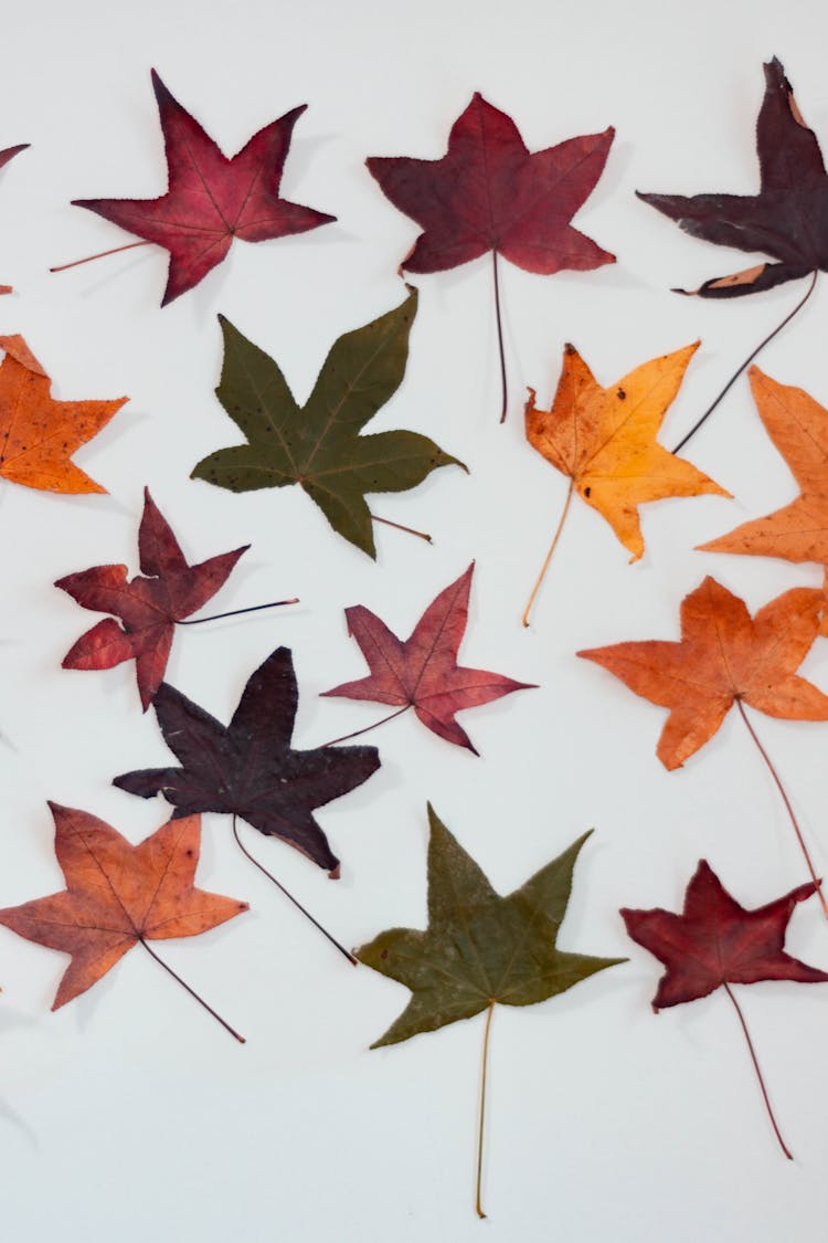 Maple Leaves On White Background