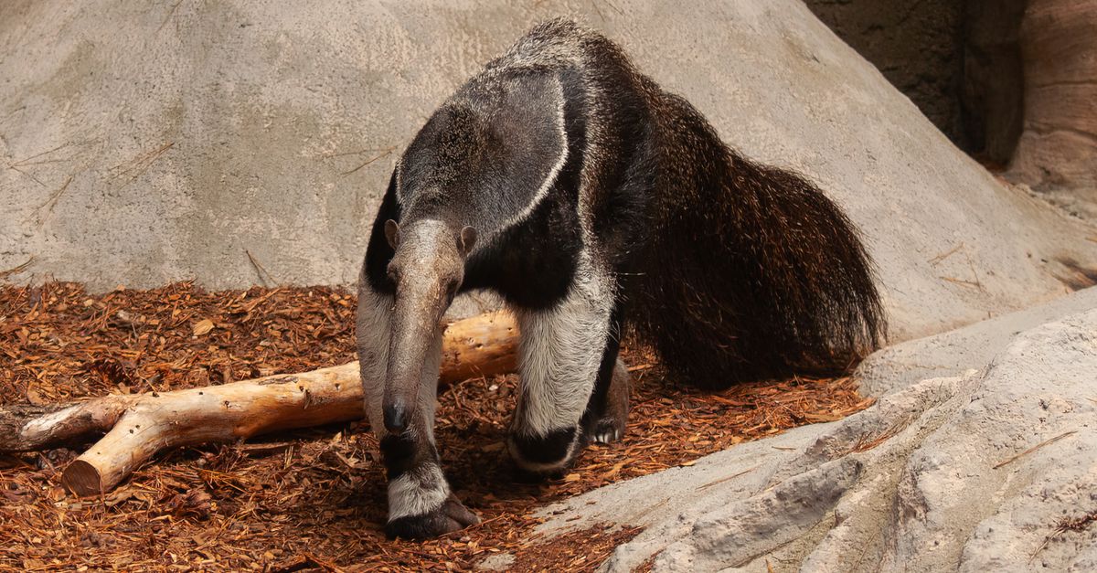 生活:你該知道的小食蟻獸「黑妞」失蹤事件!北市動物園呼籲民眾