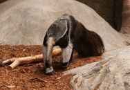 Photo of Giant Anteater