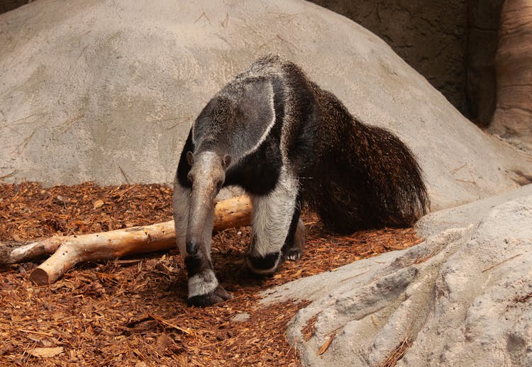 Photo Of Giant Anteater