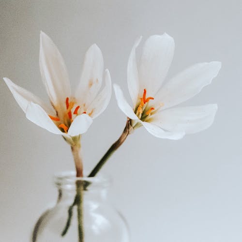 Crocus Flowers in a Clear Glass Vase