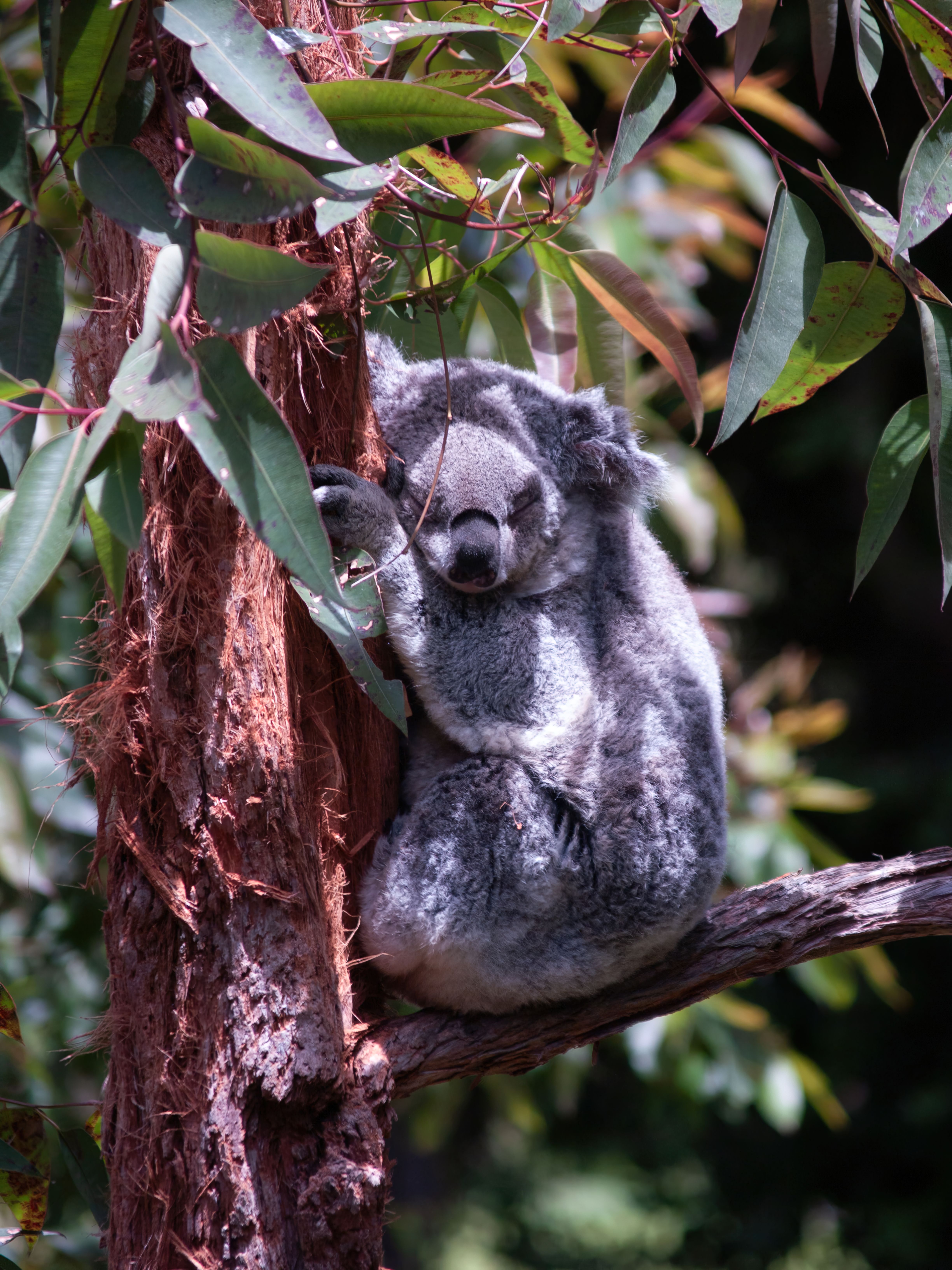 Close-Up Shot of a Koala Bear Resting on a Tree · Free Stock Photo