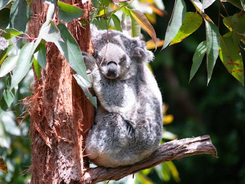 Free Sleeping Koala Bear on a Tree  Stock Photo