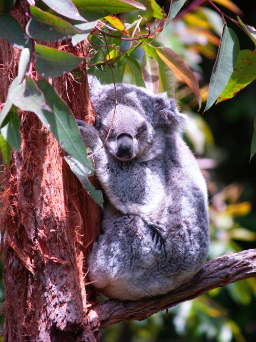 Sleeping Koala Bear on Tree Branch 