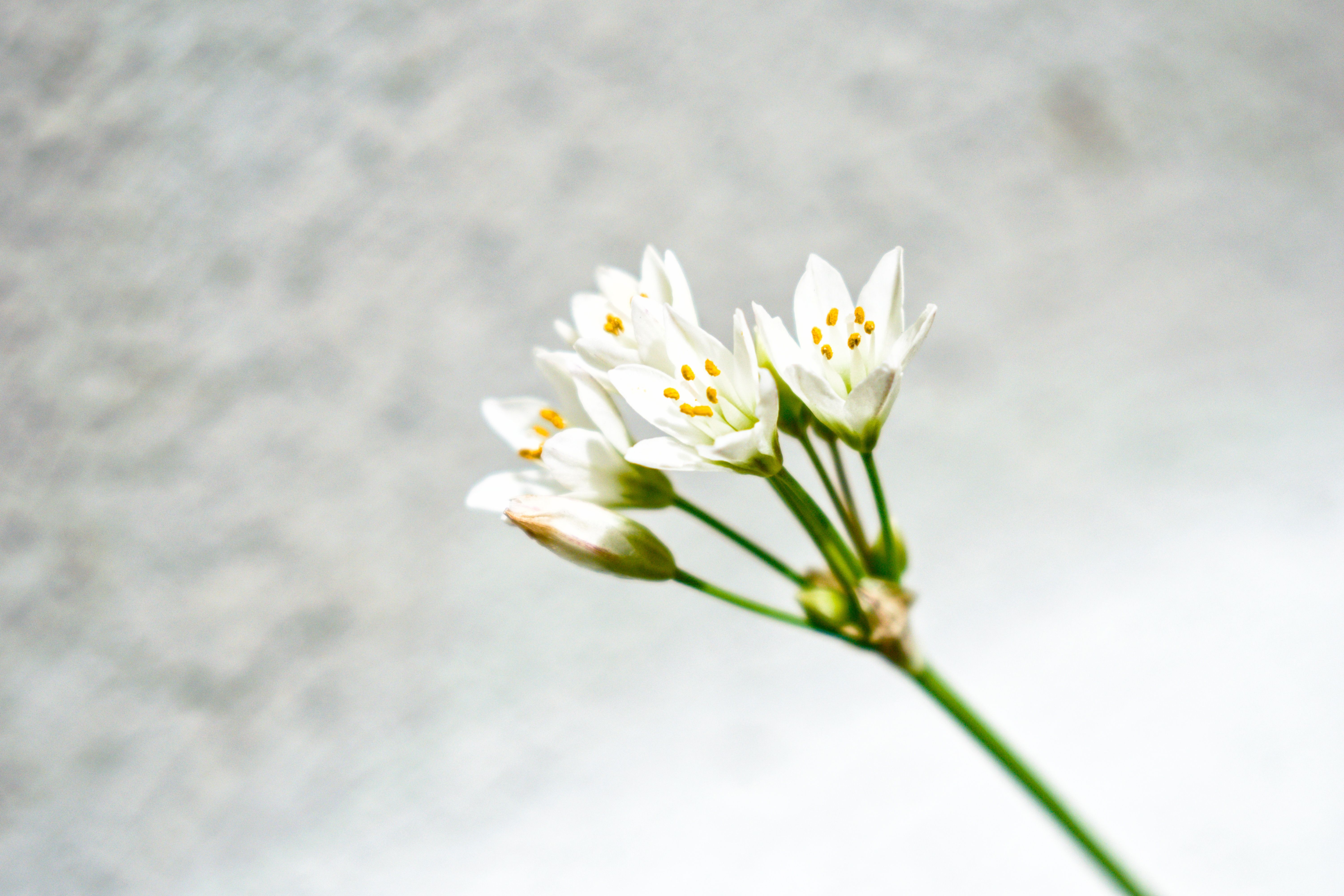 Close-Up Shot of White Flowers in Bloom · Free Stock Photo
