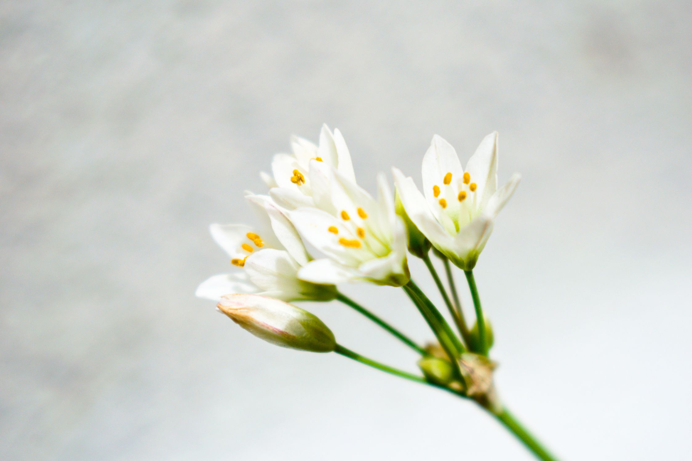 Close-Up Shot of White Flowers in Bloom · Free Stock Photo