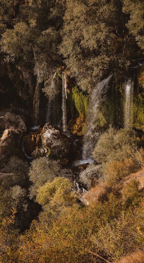 Základová fotografie zdarma na téma divočina, krajina, les